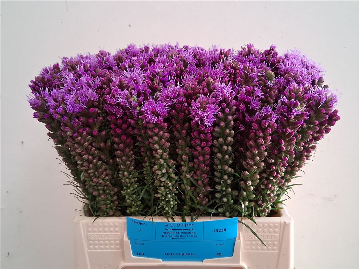 Liatris Spicata 40cm
