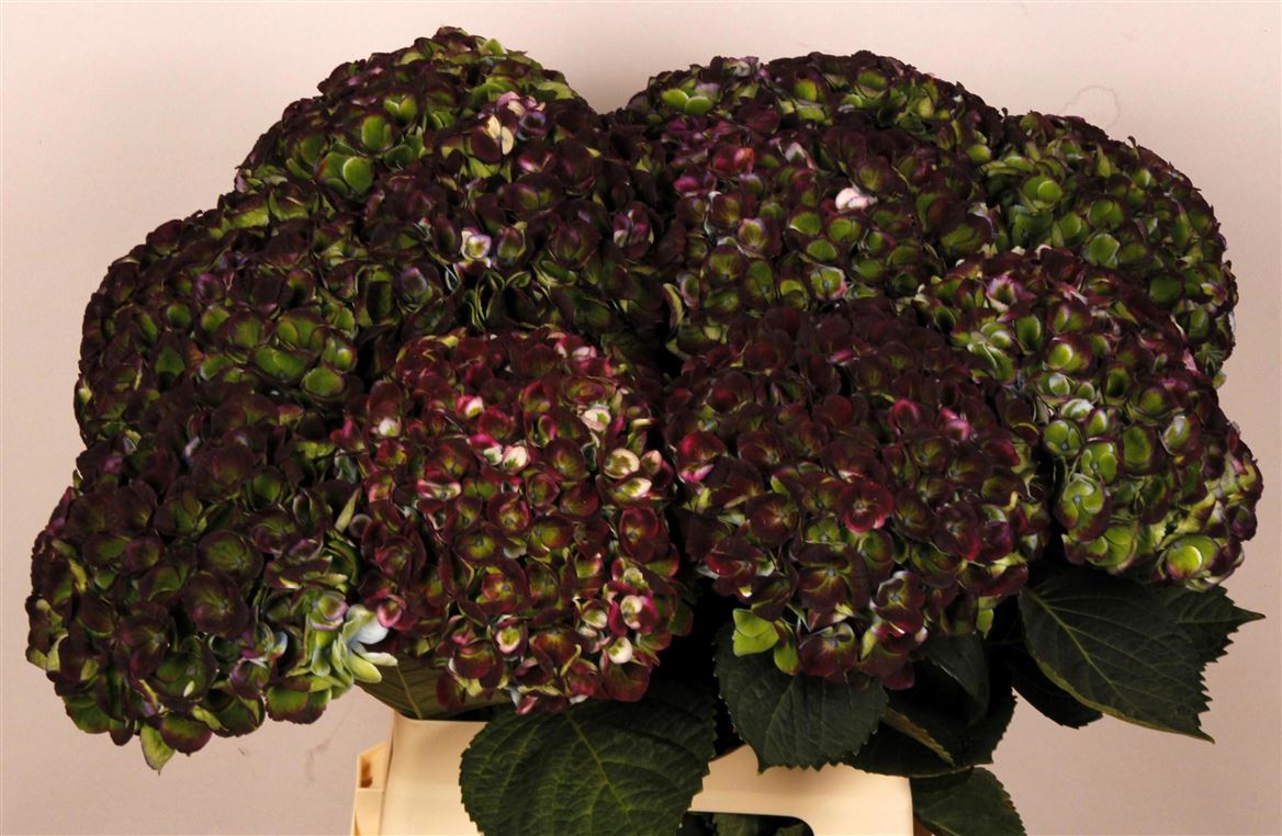 Hydrangea Revolution Classic 65cm 14-16cm Hd