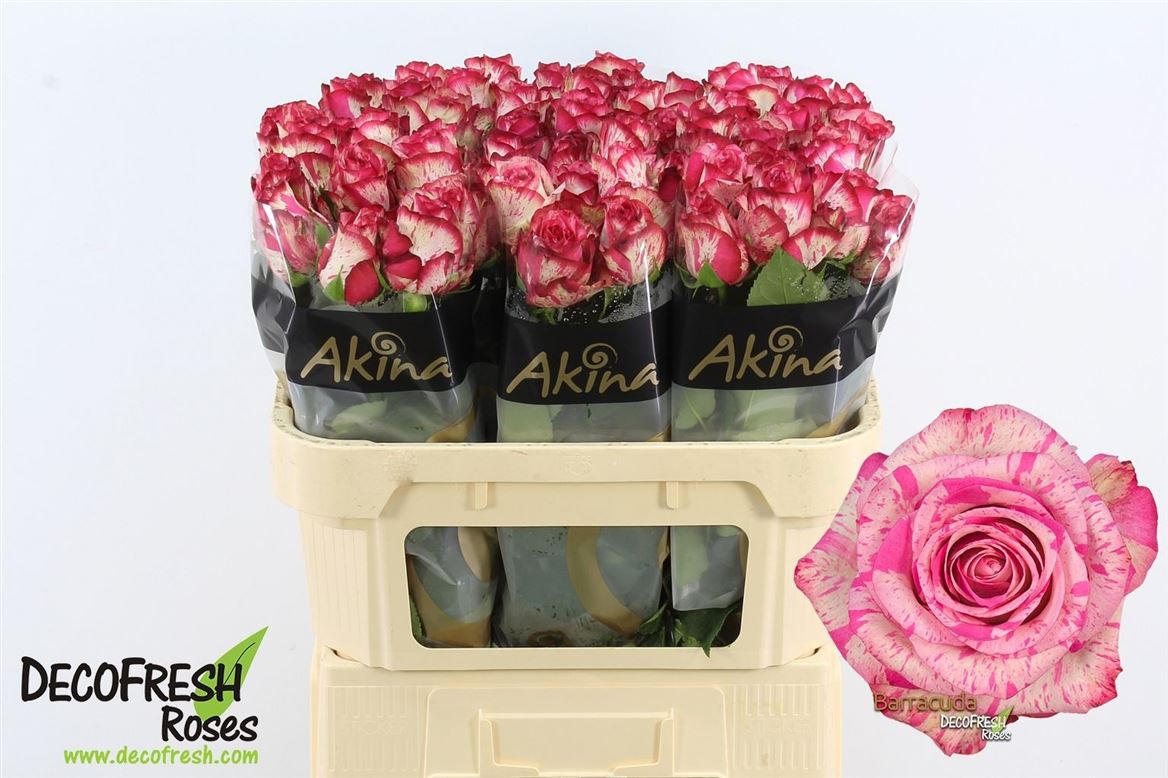 Rosa Barracuda 70cm