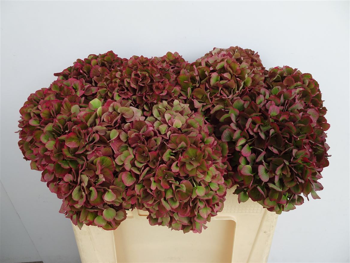 Hydrangea Dark Ruby 50cm 15-17cm Hd