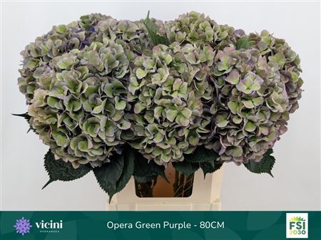 Hydrangea Royal Opera Classic 80cm 20-22cm Hd