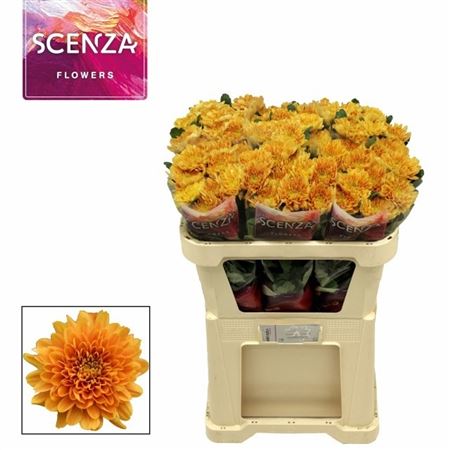 Chrysanth Single Kalimba Orange 65cm 75gr.
