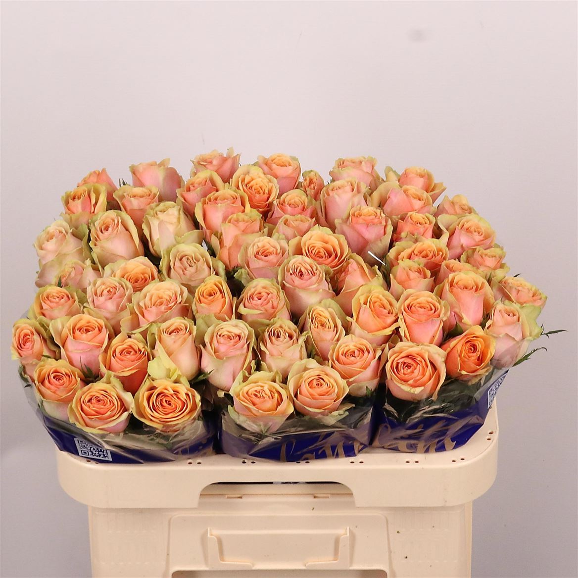 Rosa Dividend 60cm