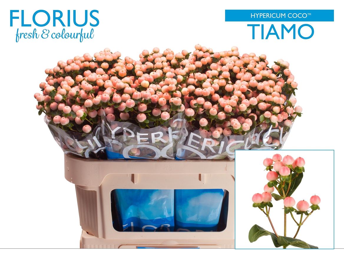 Hypericum Coco Tiamo 70cm