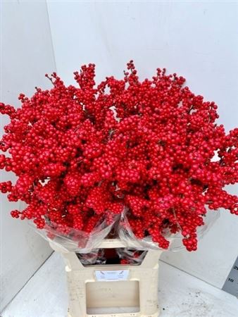 Ilex Verticillata 100cm