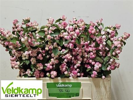 Symphoricarpos Magical Red Riding Hood 55cm