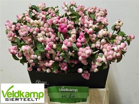 Symphoricarpos Magical Red Riding Hood 45cm