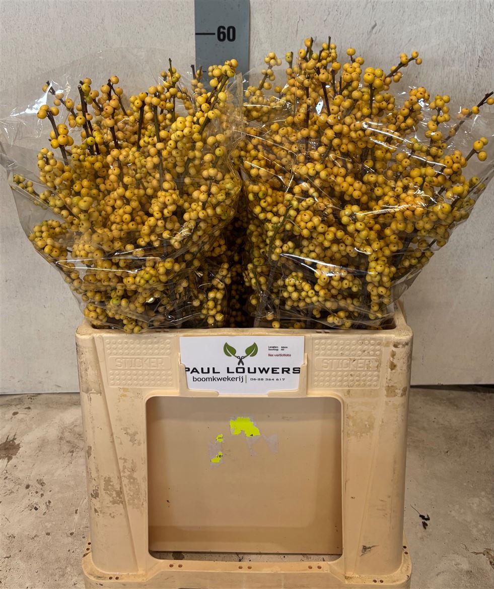 Ilex Verticillata Magical Citronella 60cm