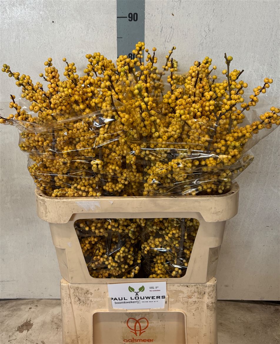 Ilex Verticillata Magical Citronella 80cm