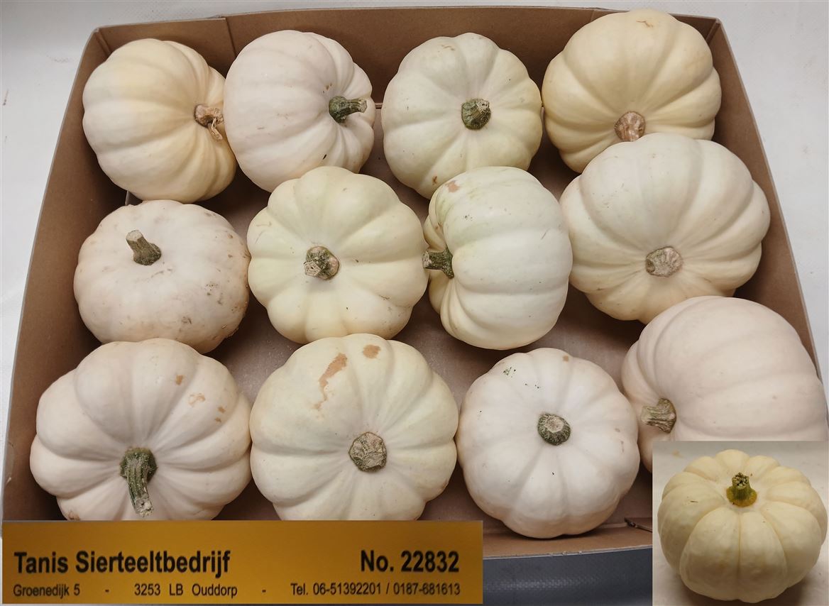 Cucurbita Pepo Baby Boo 11cm
