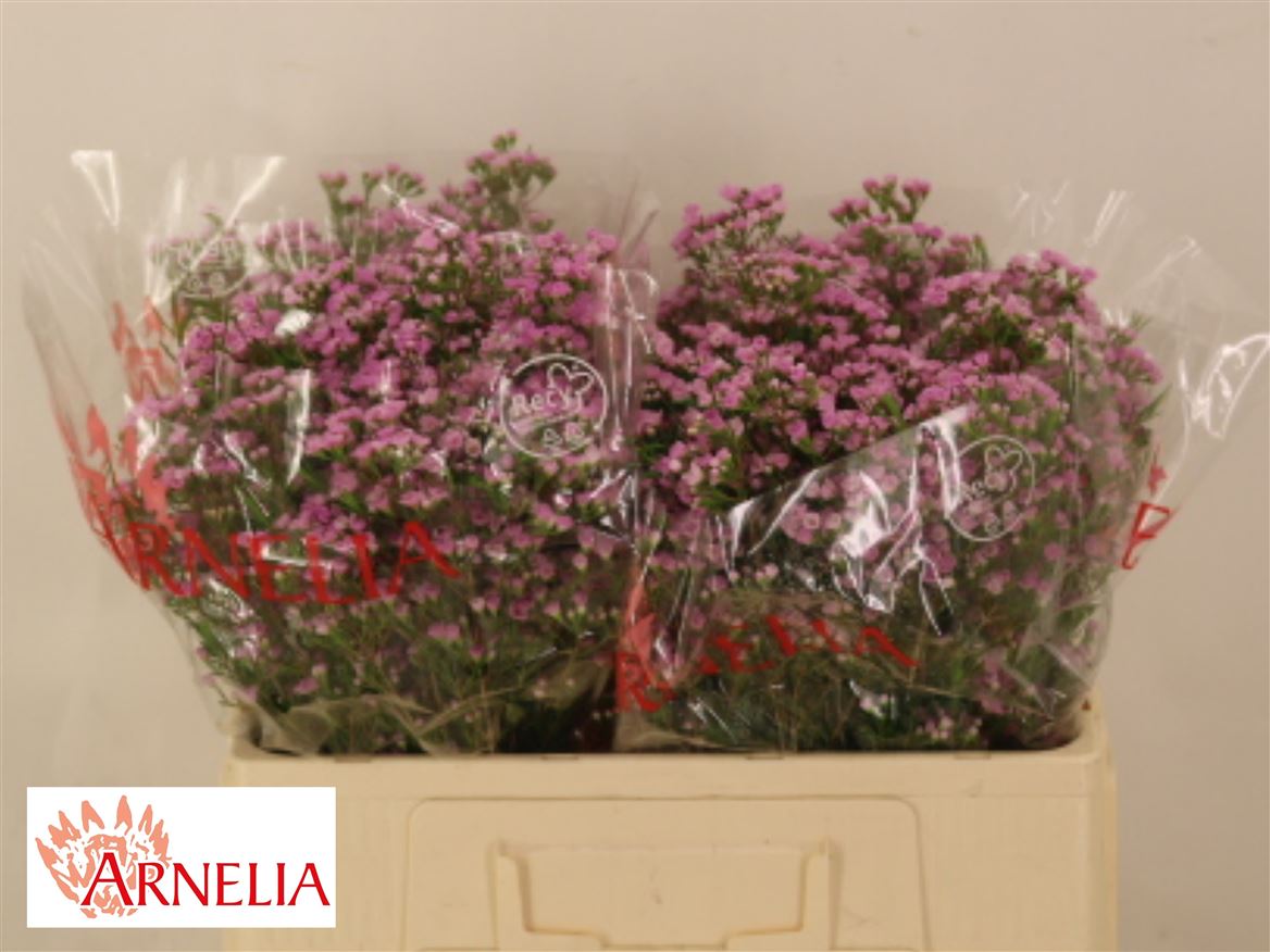 Chamelaucium Pirouette 50cm 20gr.