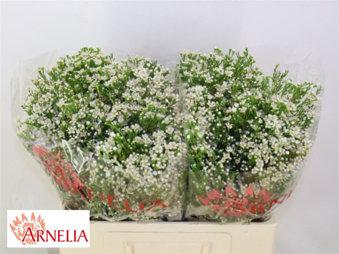 Chamelaucium Pearl Buttons 50cm 35gr.