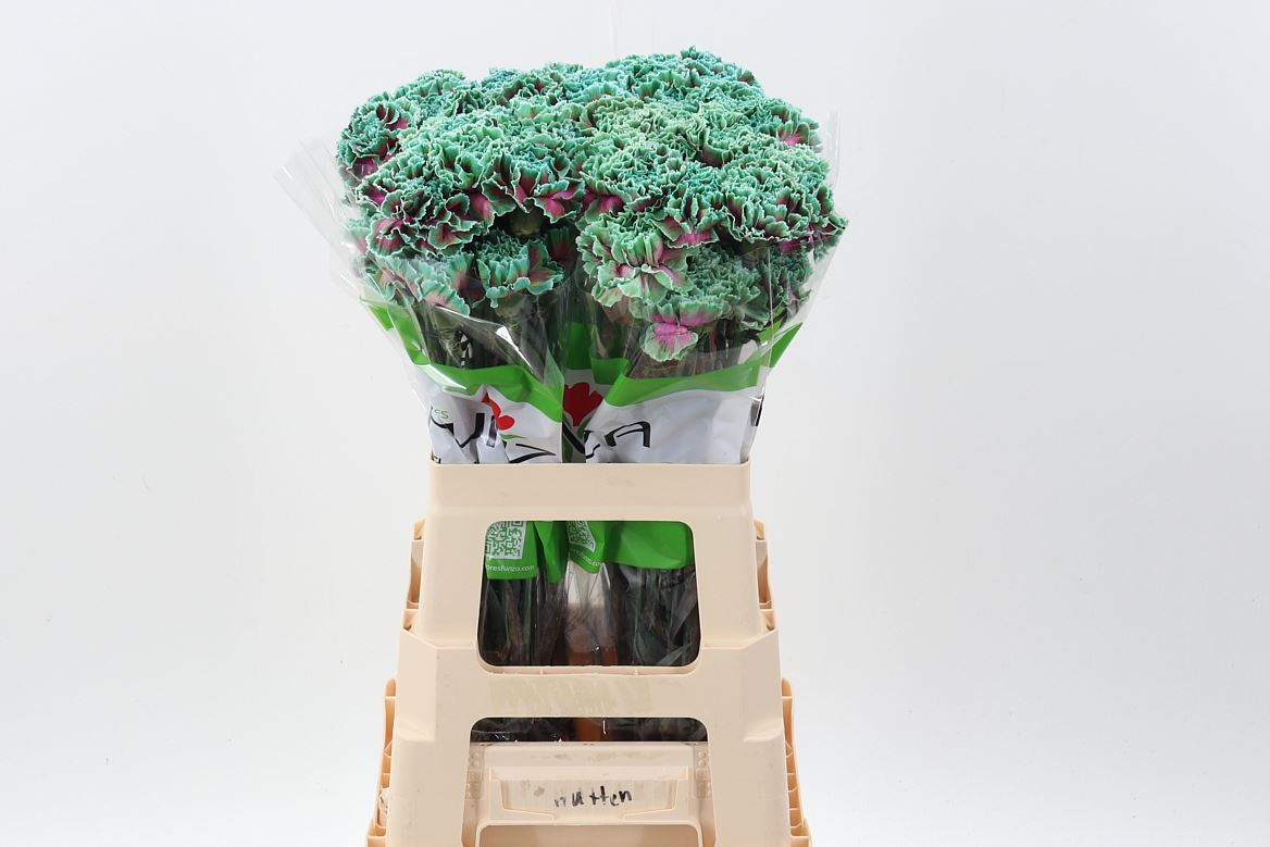 Dianthus Single Roma 70cm