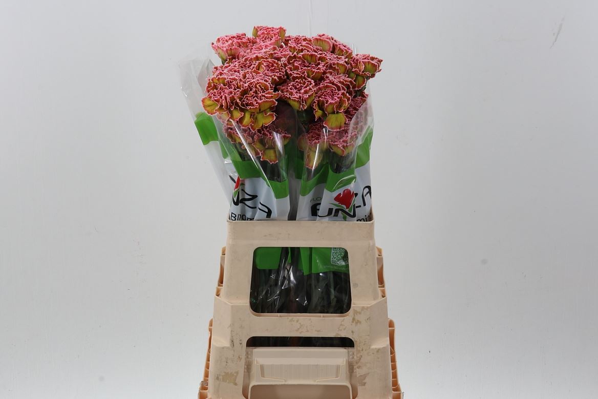 Dianthus Single Crazy Horse 70cm