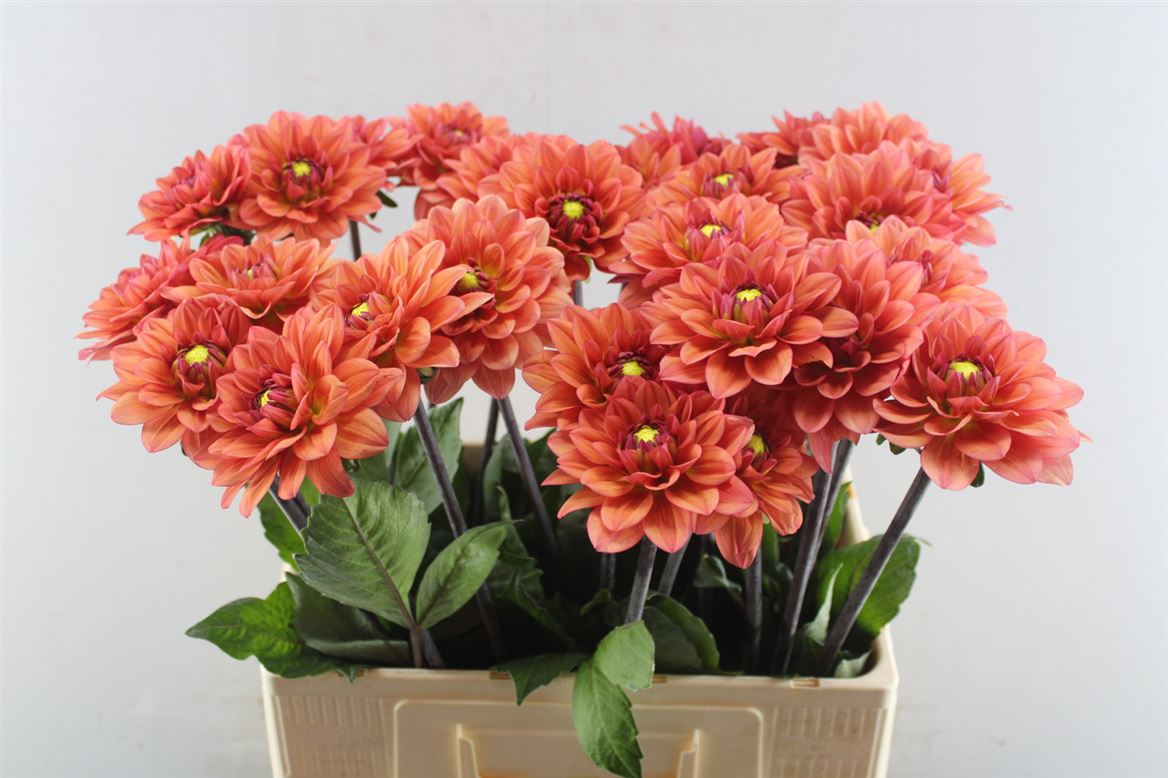 Dahlia Orange Girl 60cm