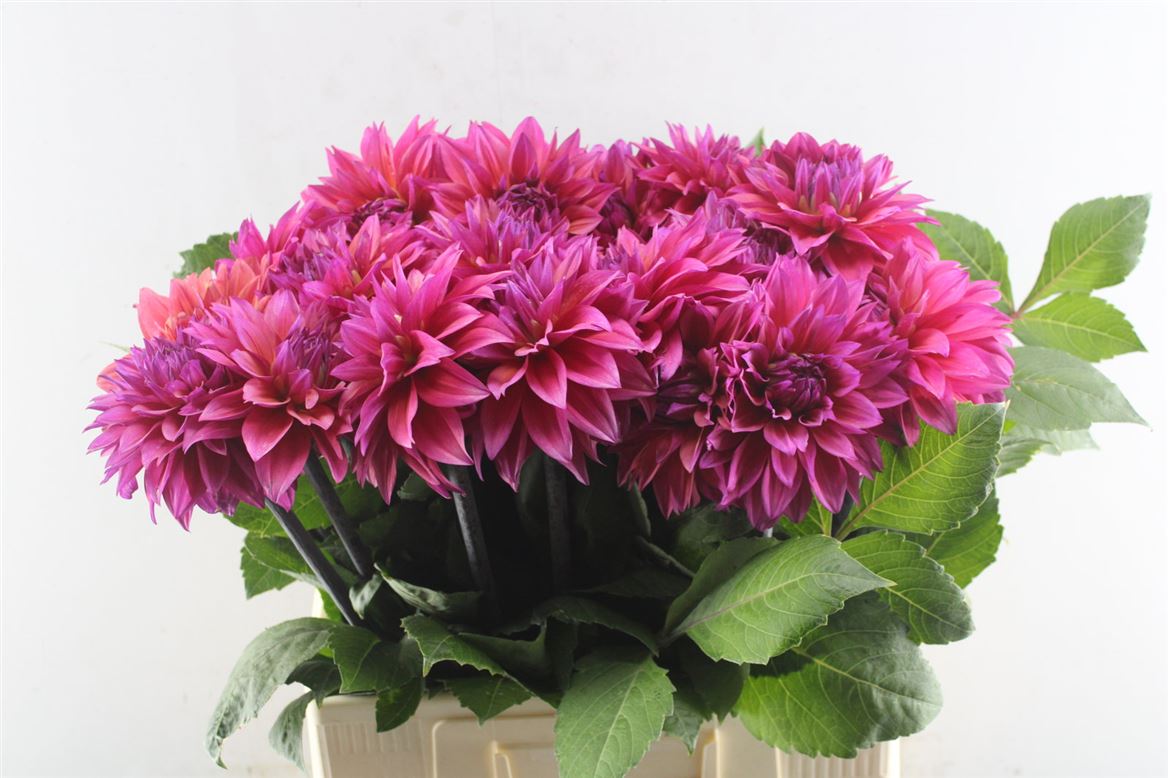 Dahlia Feline Yvonne 60cm