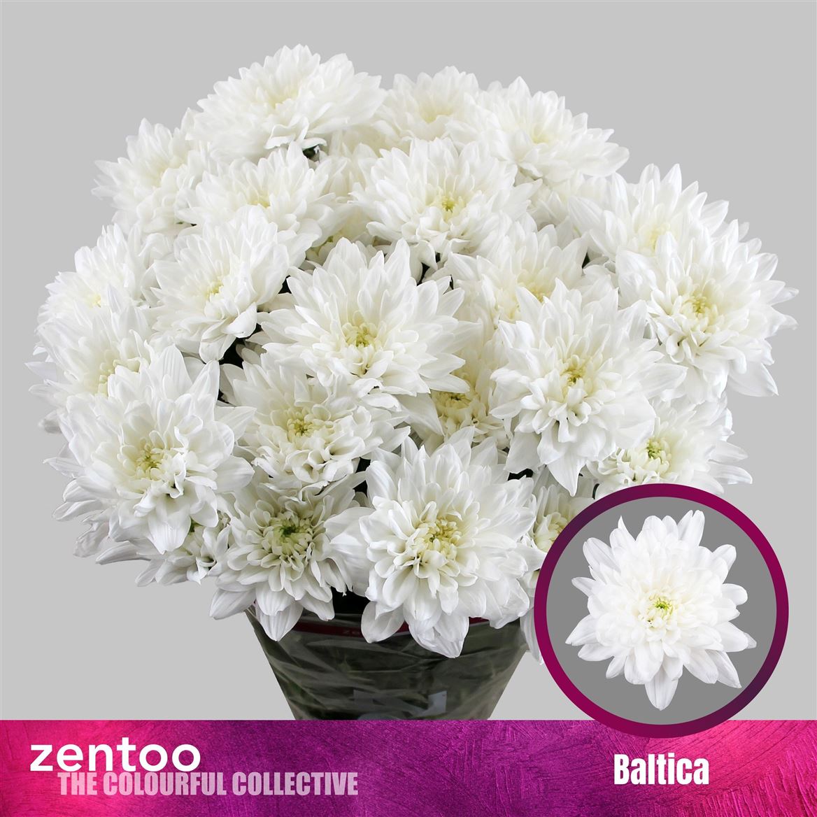 Chrysanth Spray Baltica 70cm 90gr.