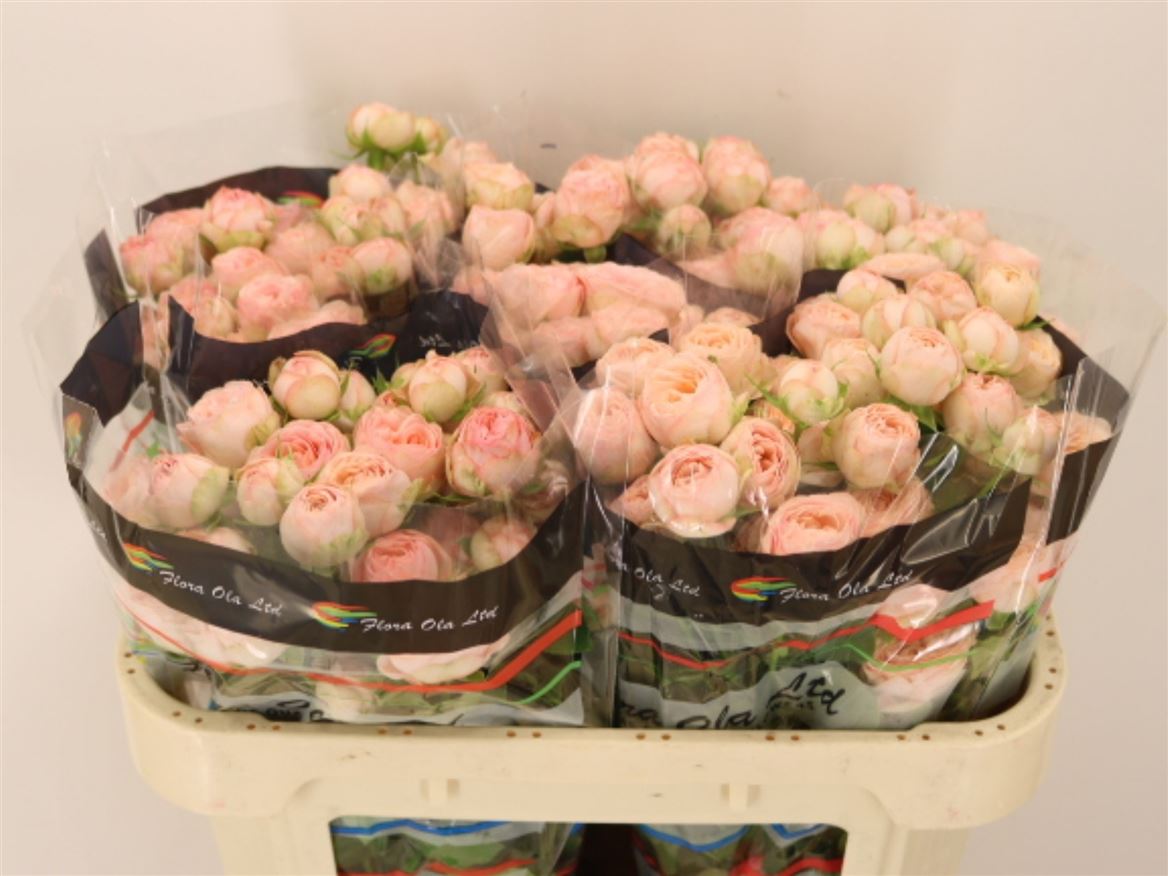 Rosa Spray Britney 70cm 5+