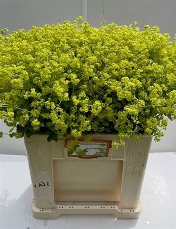 Alchemilla Mollis Robustica 52cm