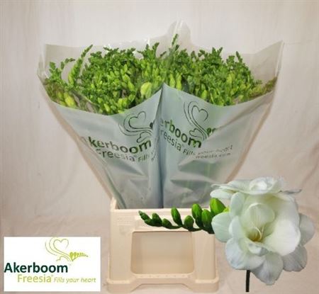 Freesia Double Romantic White 50cm 20gr.