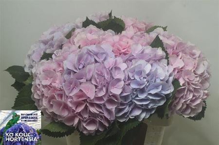 Hydrangea Verena Blue 60cm 19-21cm Hd