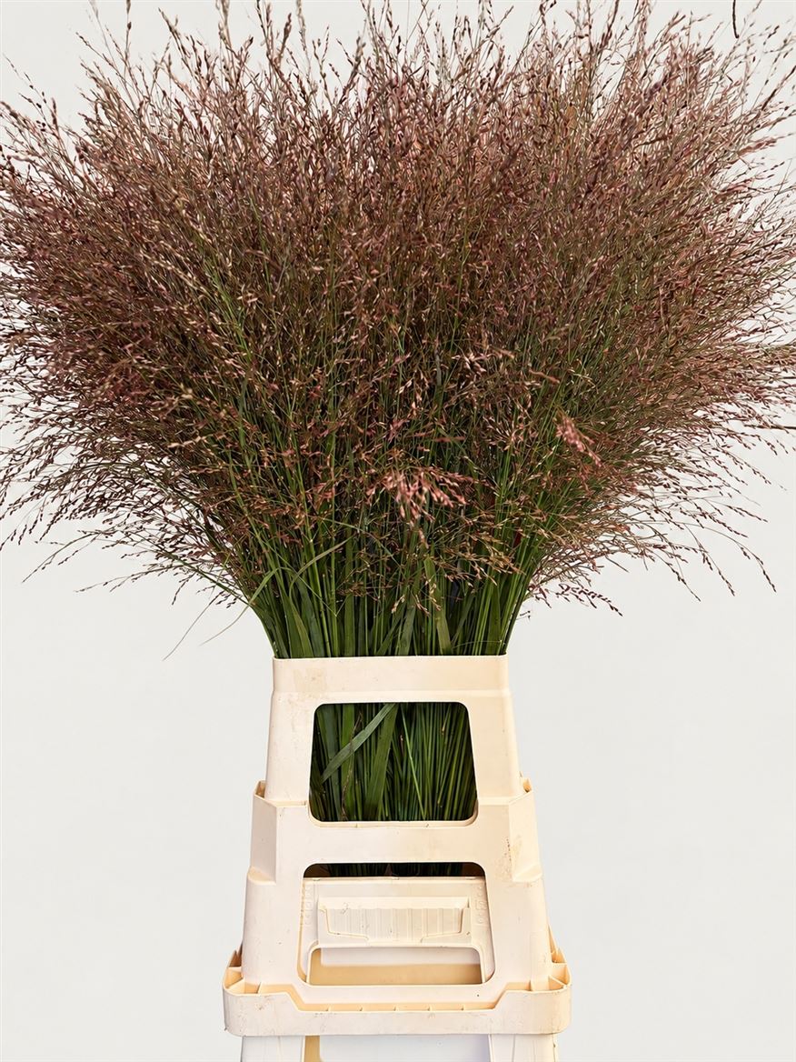 Panicum Warrior 90cm
