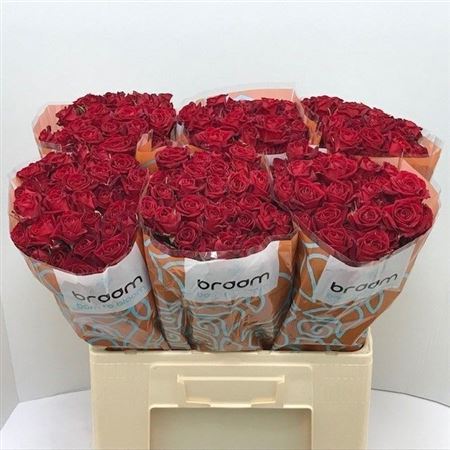 Rosa Spray Dominica 60cm 6+