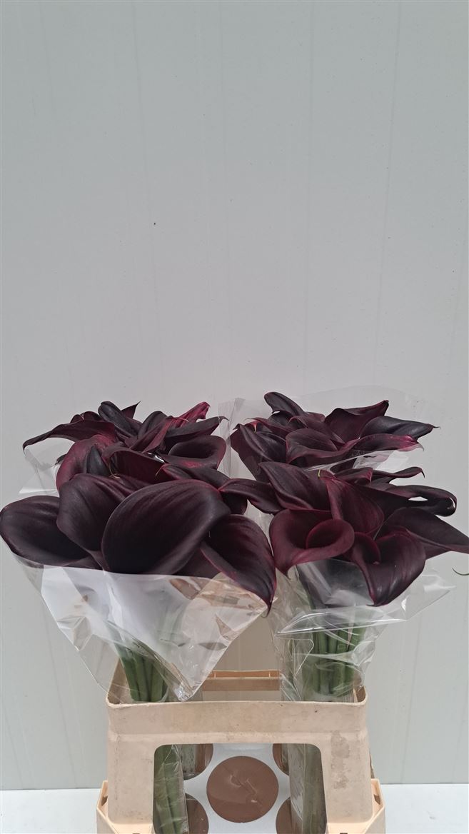 Zantedeschia Odessa 60cm