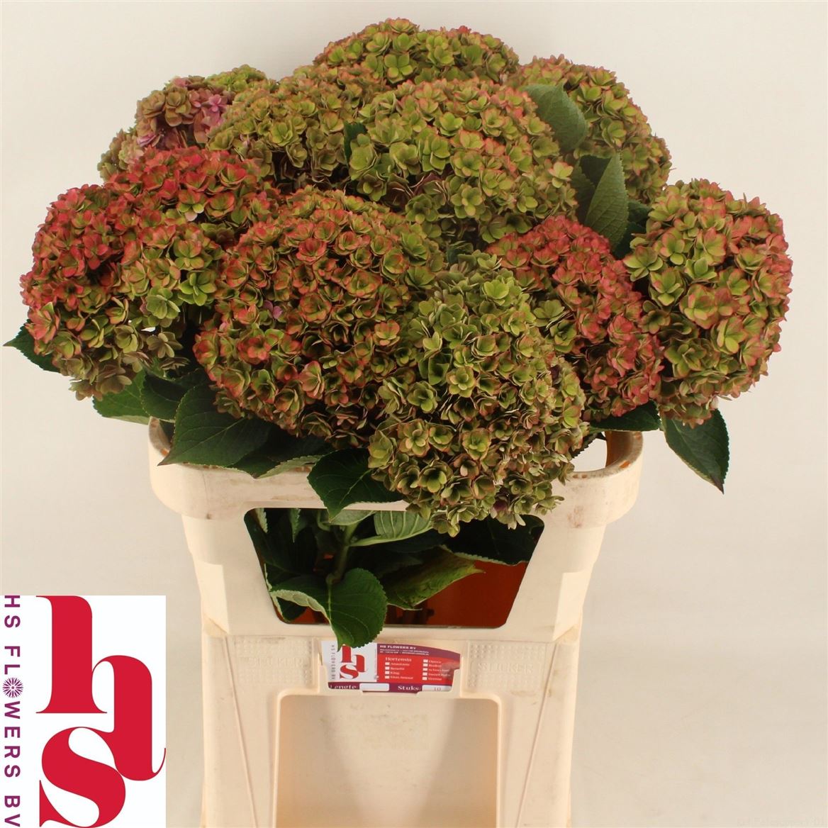 Hydrangea Royal Kiss Classic 80cm 20-22cm Hd