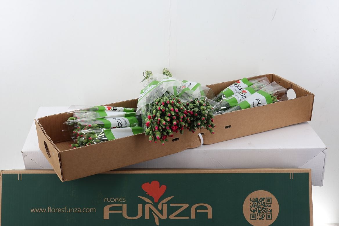 Dianthus Spray Single Solomio Imre 60cm