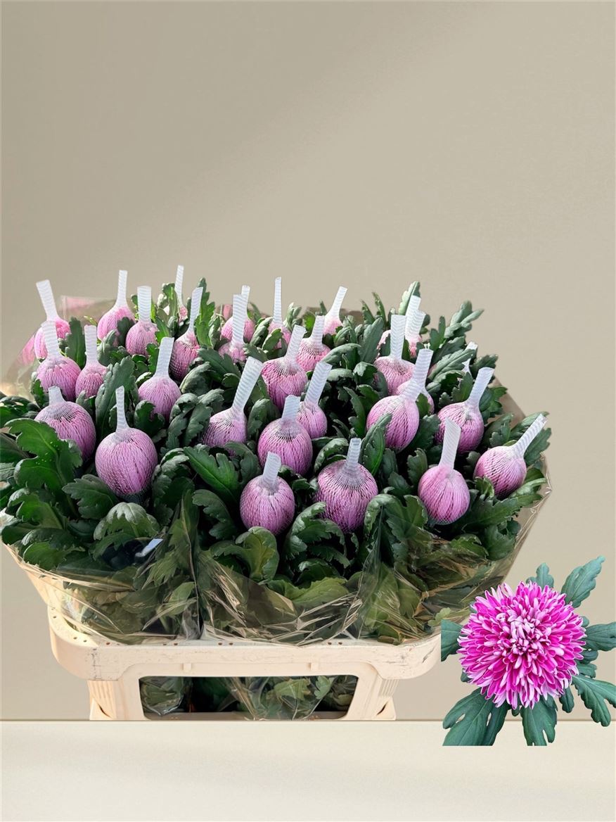 Chrysanth Single Hornbill Dark 80cm 120gr.