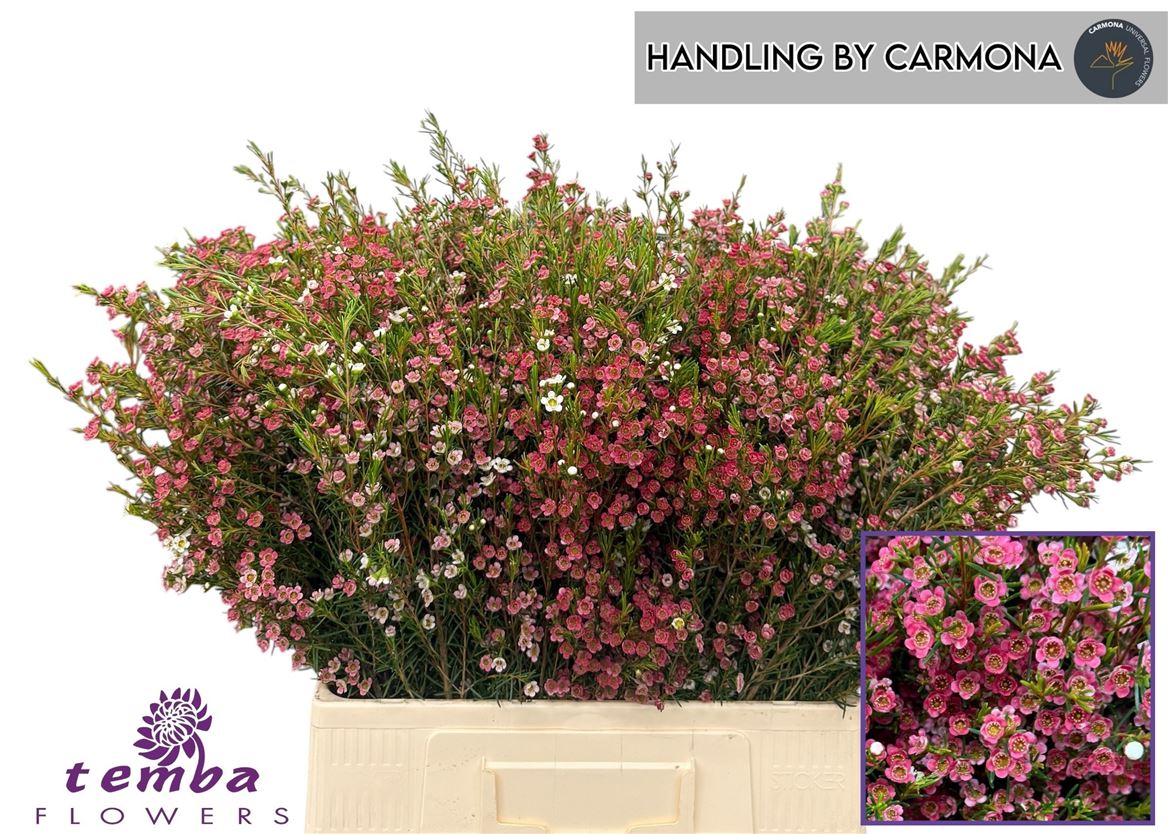 Chamelaucium My Sweet Sixteen 60cm 50gr.