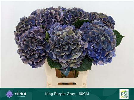 Hydrangea Royal King Classic 60cm 16-18cm Hd