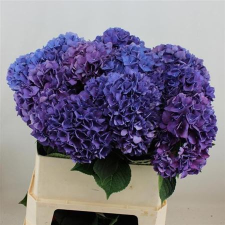 Hydrangea Rodeo Purple 80cm 17-19cm Hd
