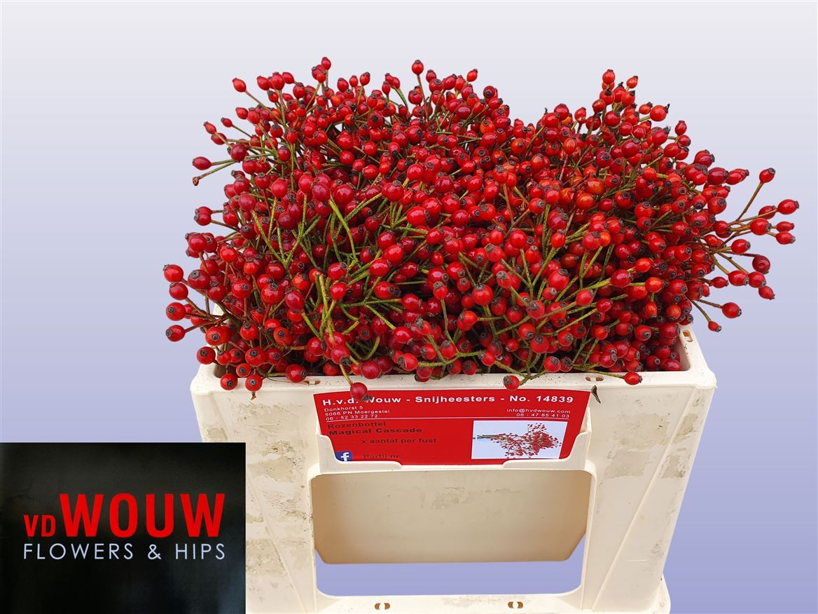 Rosa Plenty 30cm
