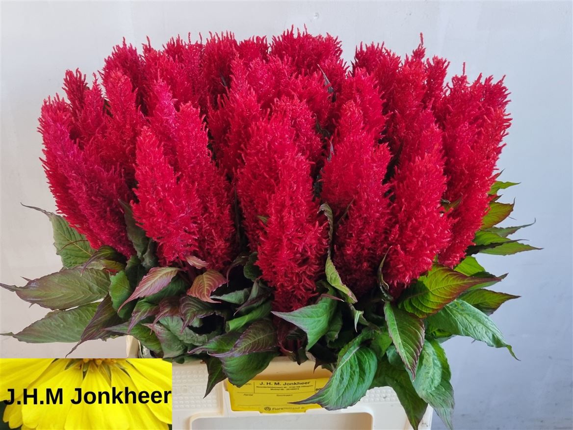 Celosia Century Red 65cm