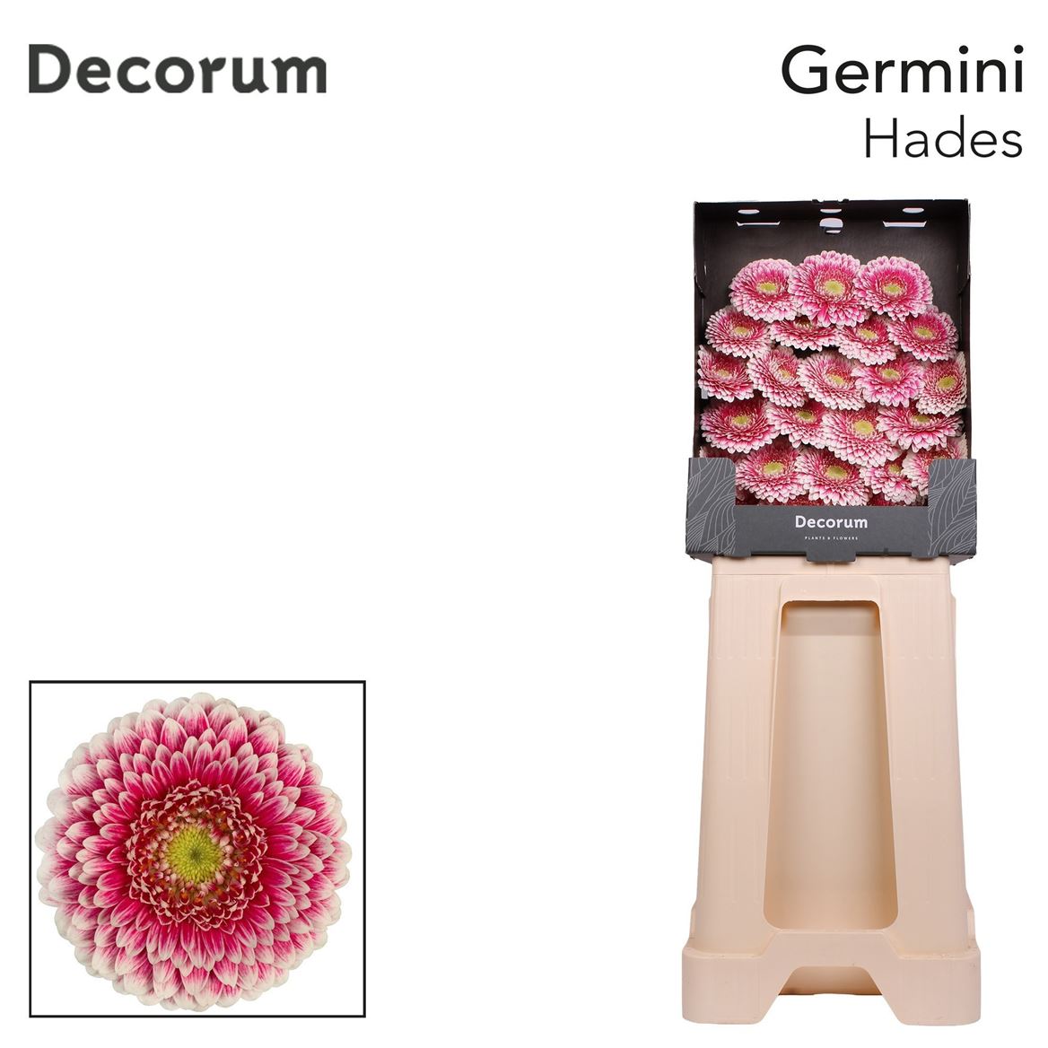 Germini Hades 50cm 7Ø