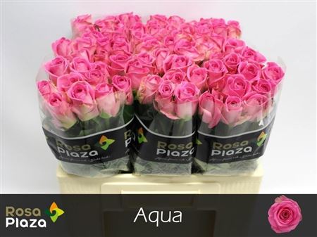 Rosa Aqua! 55cm