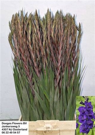 Gladiolus Purple Flora 100cm 100gr.