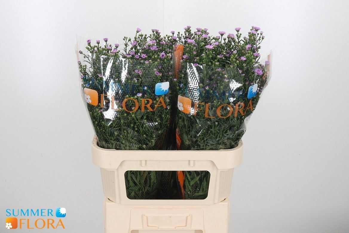 Aster Painted Lady 80cm 40gr.