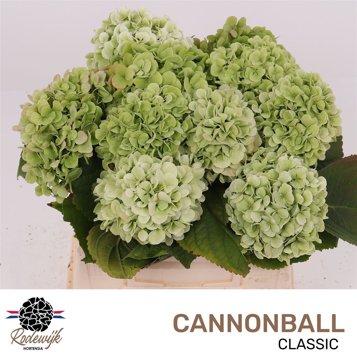 Hydrangea Cannonball Classic 40cm 11-13cm Hd