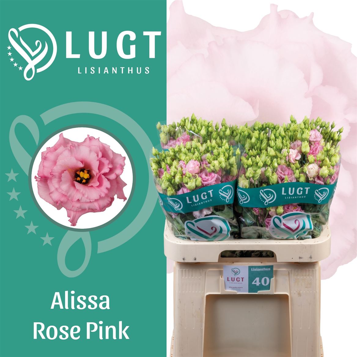 Eustoma Double Alissa Rose Pink 70cm