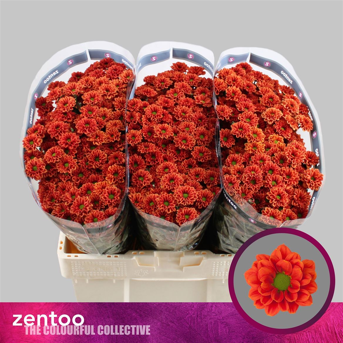 Chrysanth Santini Melissa 50cm 34gr.