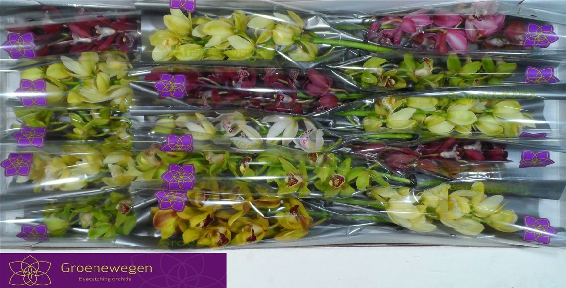 Cymbidium Mini Mix 60cm