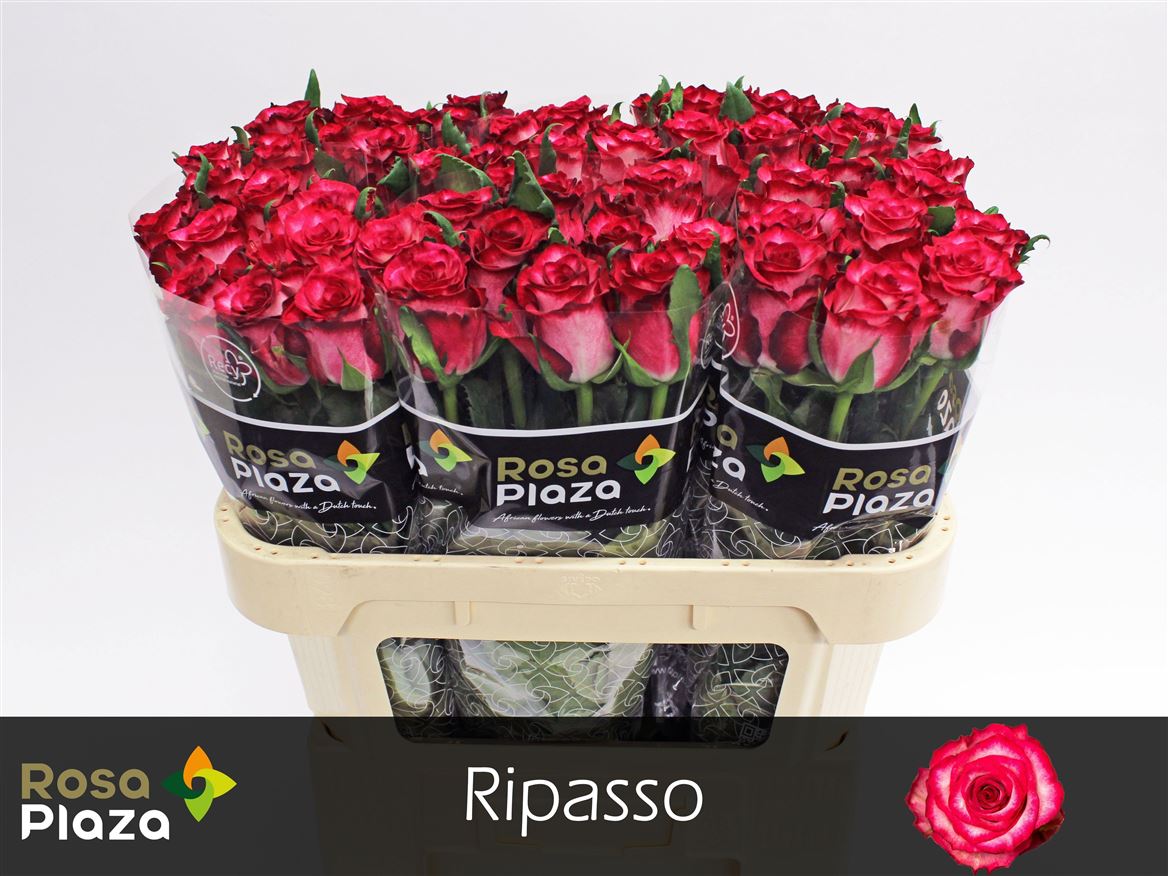 Rosa Ripasso 70cm