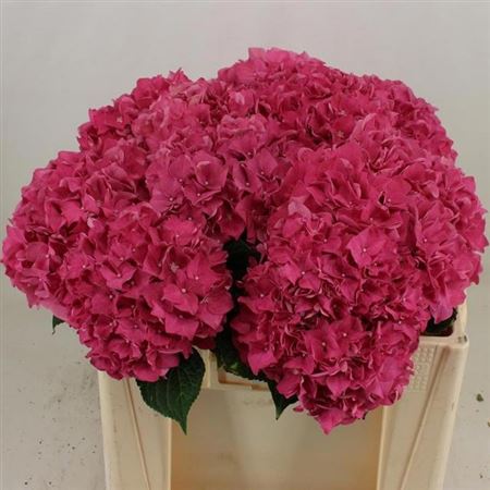 Hydrangea Rodeo Red 50cm 15-17cm Hd
