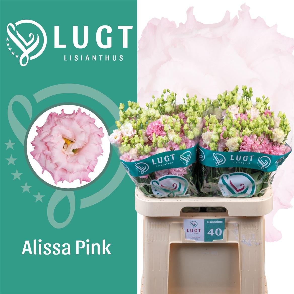 Eustoma Double Alissa Pink 70cm