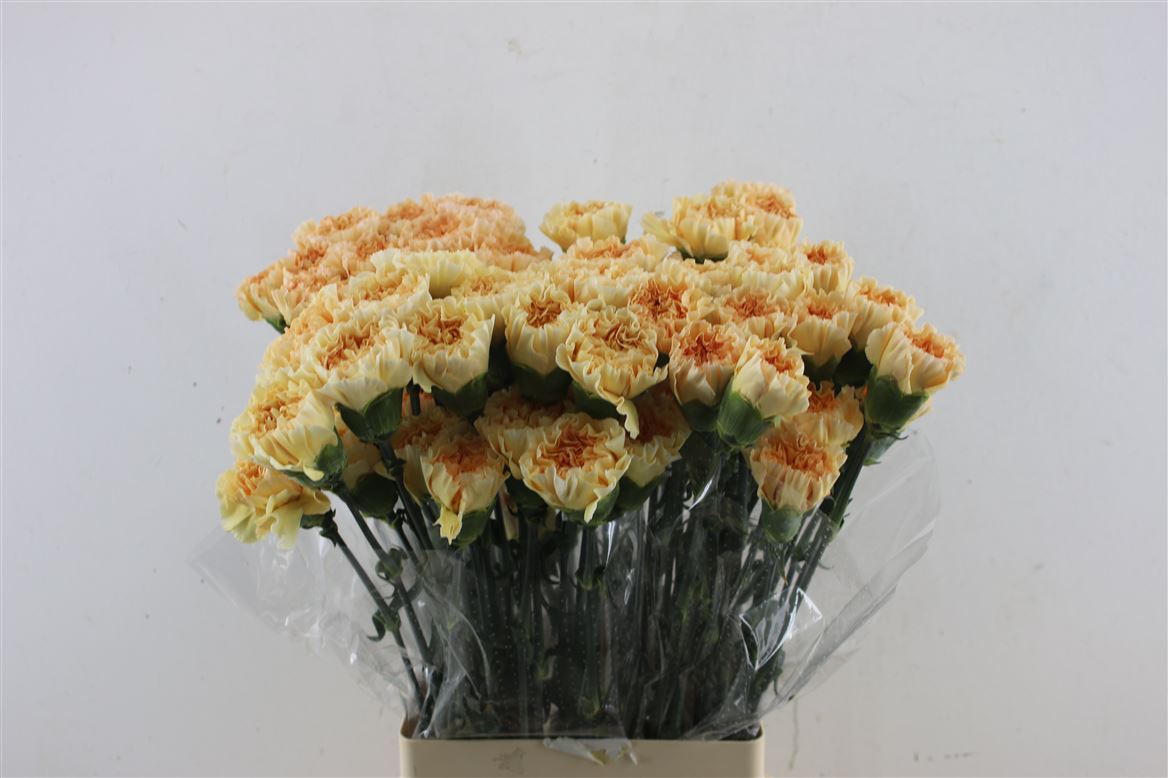 Dianthus Single Crimea 70cm