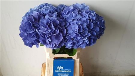 Hydrangea Pimpernel 60cm 13-15cm Hd
