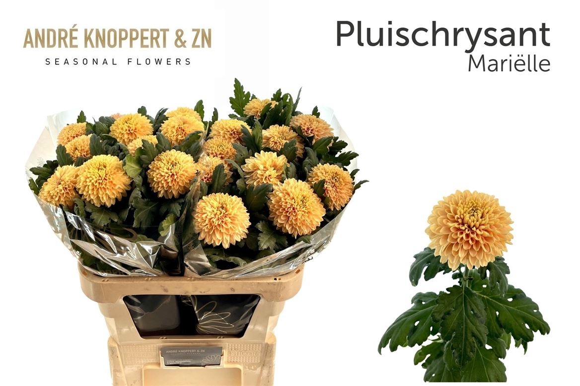 Chrysanth Single Marielle 80cm 135gr.